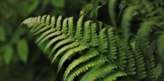 Kto skupuje rzeczy z PRL?