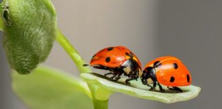Czy można wchodzić z psem do Biedronki?