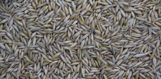 Kto produkuje fronty dla IKEA?