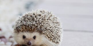 Jakie kołki do słabych ścian?