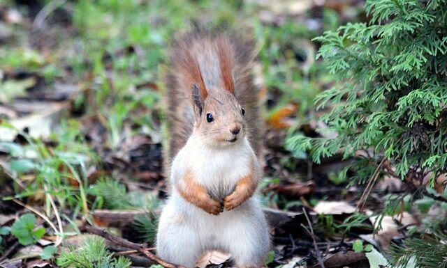 Ile Ikei w Rosji? Ile Ikei w Rosji?