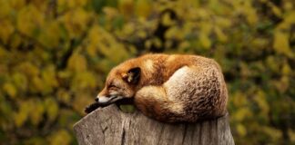 Czy spanie na paletach jest zdrowe?