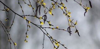 Czy brzoza nadaje się na meble?