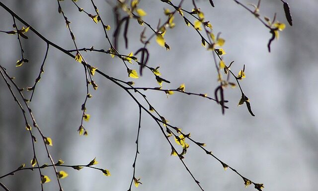 Czy brzoza nadaje się na meble?