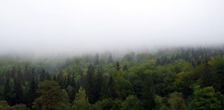 Jak zasłonić szafkę?