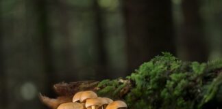 Czy dawać listwy przypodłogowe?