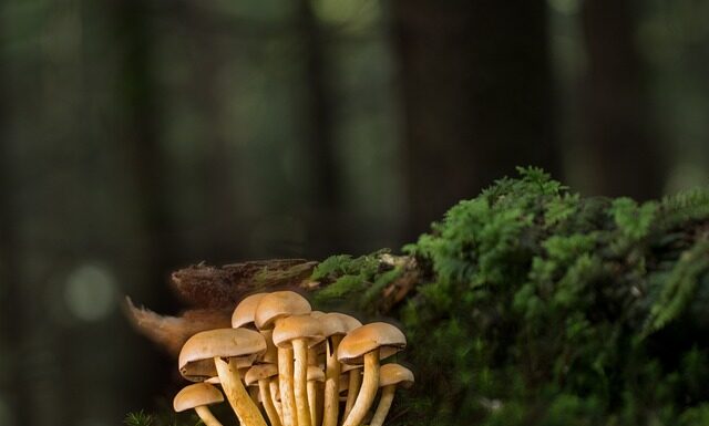 Czy dawać listwy przypodłogowe? Czy dawać listwy przypodłogowe?