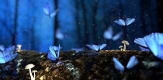 Ile drewna zużywa IKEA?