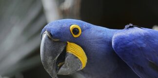 Gdzie jest największa IKEA na świecie?