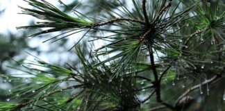 Jak otworzyć bagażnik bez kluczyka Mercedes w211?