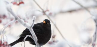 Jak sprawdzić działanie sygnału dźwiękowego?