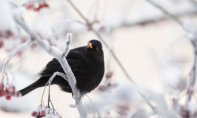 Jak sprawdzić działanie sygnału dźwiękowego?