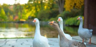 Gdzie nie można Trąbić?