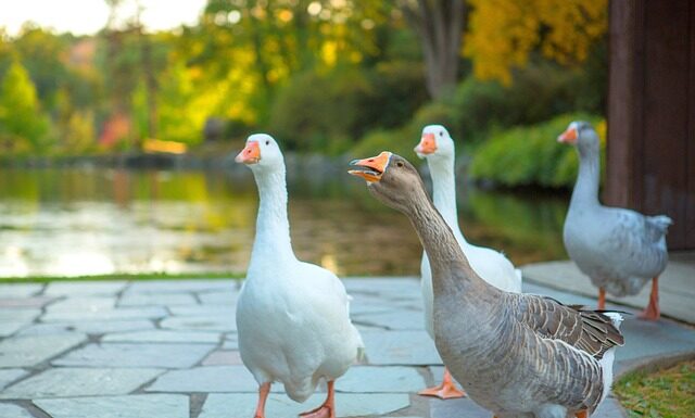 Gdzie nie można Trąbić?