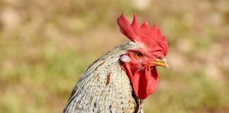 Czy policja podczas kontroli musi mieć włączone koguty?