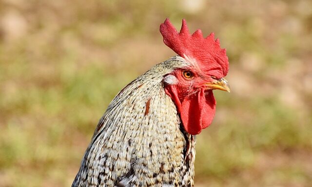 Czy policja podczas kontroli musi mieć włączone koguty?