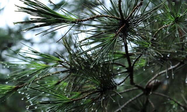 Jak otworzyć bagażnik w Peugeot 407? Jak otworzyć bagażnik w Peugeot 407?