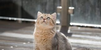 Gdzie znajduje się Bąk w samochodzie?