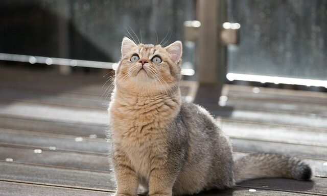 Gdzie znajduje się Bąk w samochodzie? Gdzie znajduje się Bąk w samochodzie?