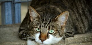 Co to jest Attention Assist?