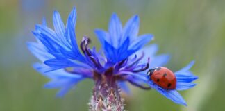 Ile punktów za nie zatrzymanie się na stopie?
