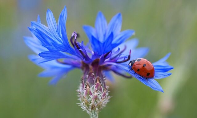 Ile punktów za nie zatrzymanie się na stopie?