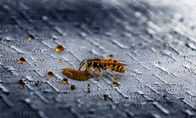 Środki na szerszenie – skuteczne metody walki z uciążliwymi owadami Środki na szerszenie